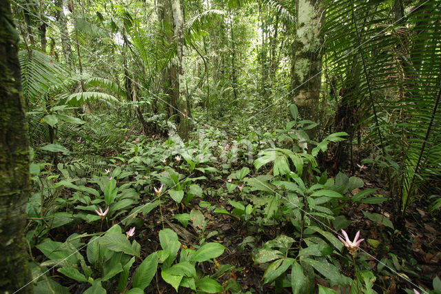 Tamshiyacu Tahuayo Reserve