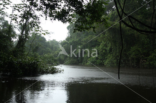 Tamshiyacu Tahuayo Reserve