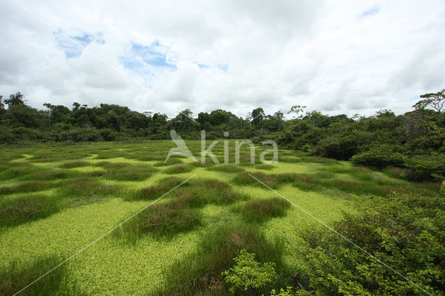 Tamshiyacu Tahuayo Reserve