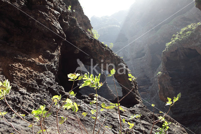 Teno Mountains