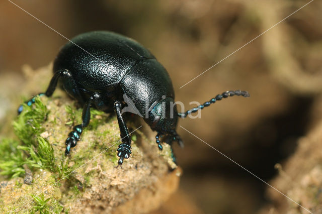 Timarcha goettingensis