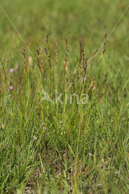 Trekrus (Juncus squarrosus)