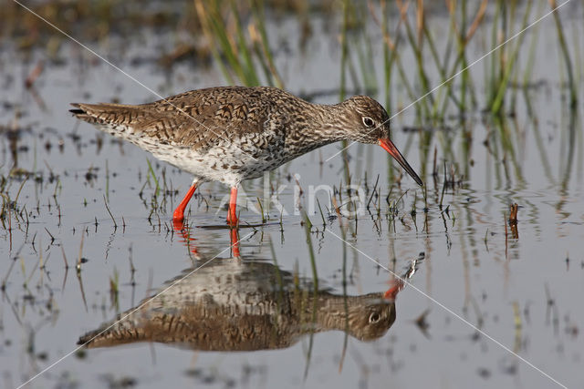 Tureluur (Tringa totanus)