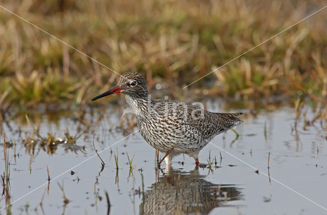 Tureluur (Tringa totanus)
