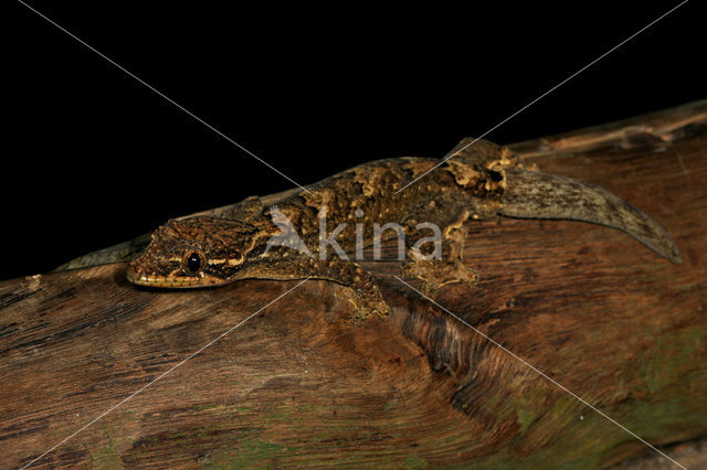 Turnip-tailed Gecko (Thecadactylus rapicauda)