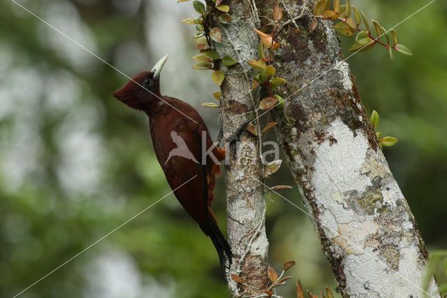 Vaalkuifspecht (Celeus elegans)