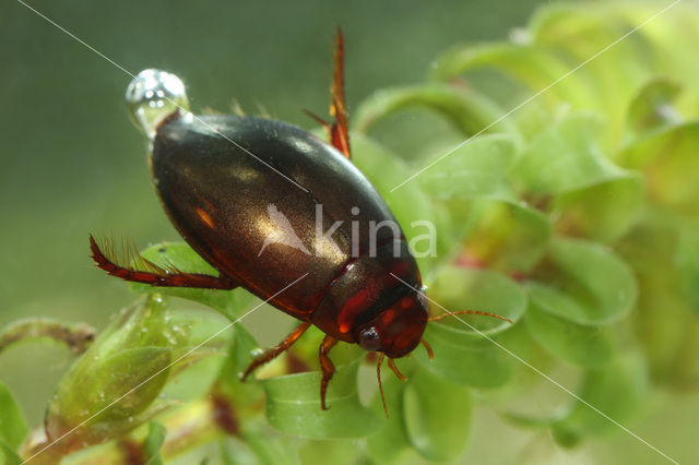 Vensterwaterroofkever (Ilybius fenestratus)