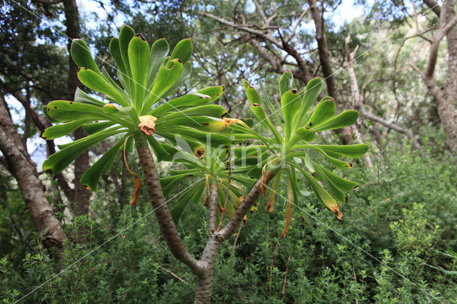 verode (Kleinia neriifolia)