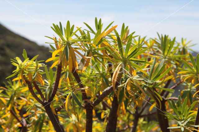 verode (Kleinia neriifolia)