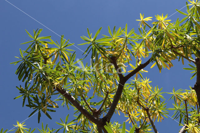 verode (Kleinia neriifolia)