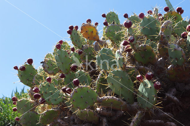 Vijgcactus (Opuntia ficus-barbarica)