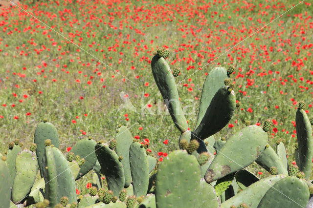pricklypear (Opuntia ficus-barbarica)