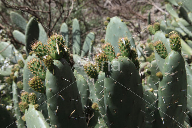 Vijgcactus (Opuntia ficus-barbarica)