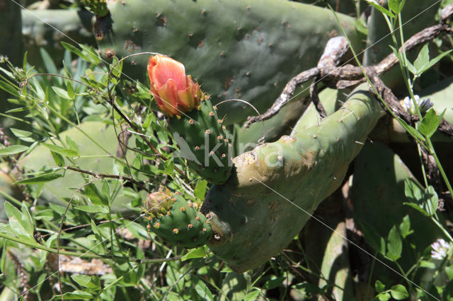 pricklypear (Opuntia ficus-barbarica)