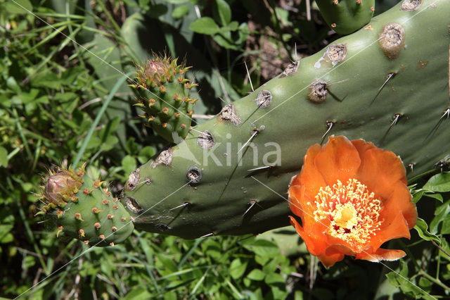 pricklypear (Opuntia ficus-barbarica)