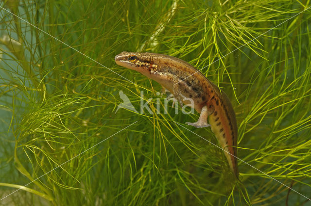Palmate Newt (Lissotriton helveticus)