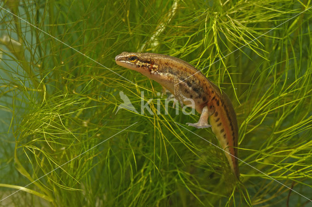 Vinpootsalamander (Lissotriton helveticus)