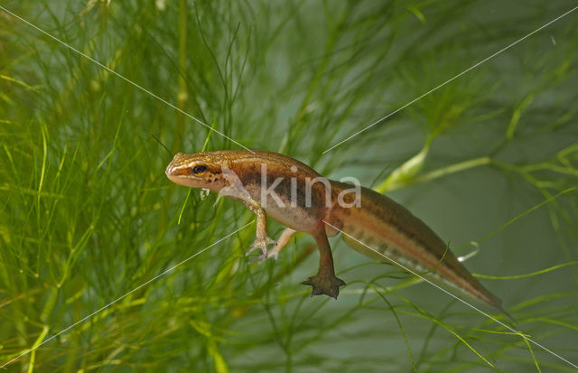 Vinpootsalamander (Lissotriton helveticus)