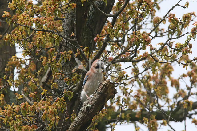 Vlaamse Gaai (Garrulus glandarius)