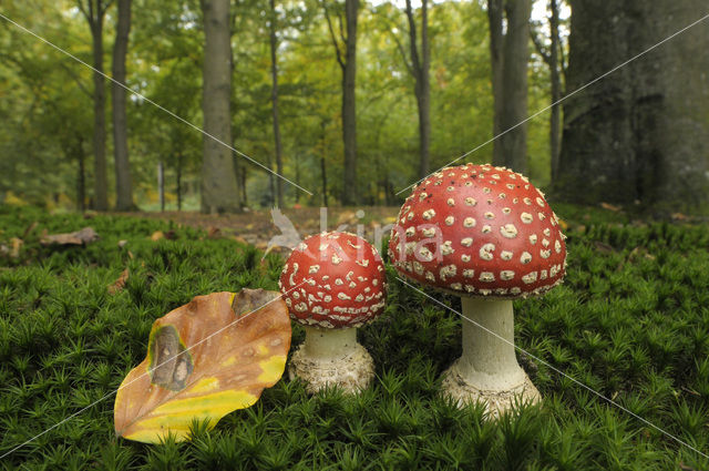 Fly agaric (Amanita muscaria)