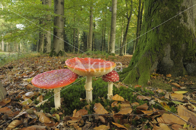 Fly agaric (Amanita muscaria)