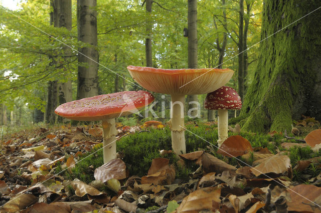 Fly agaric (Amanita muscaria)