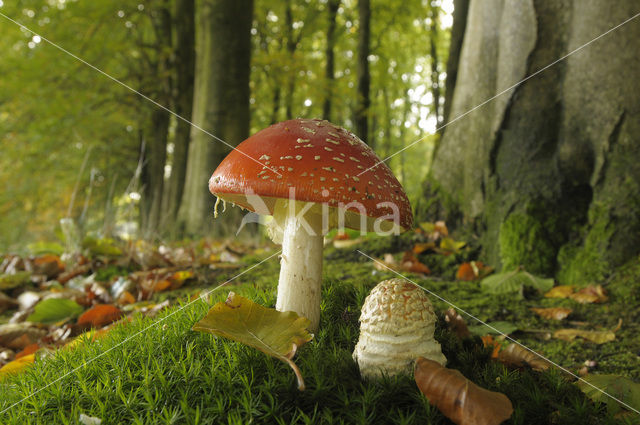 Fly agaric (Amanita muscaria)