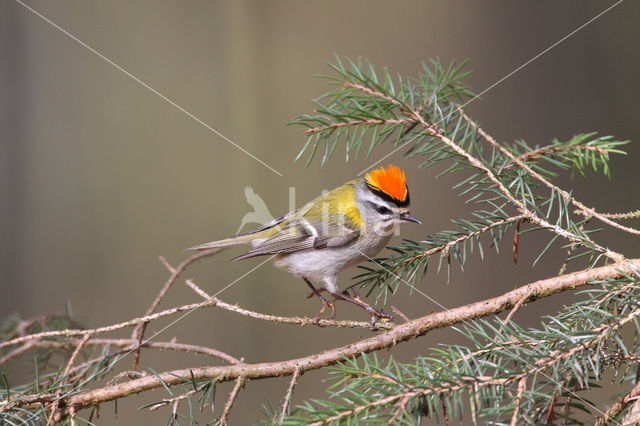 Vuurgoudhaantje (Regulus ignicapillus)