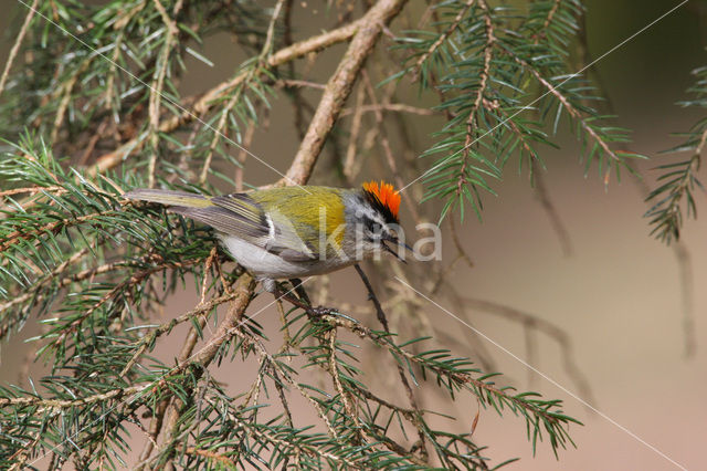 Vuurgoudhaantje (Regulus ignicapillus)