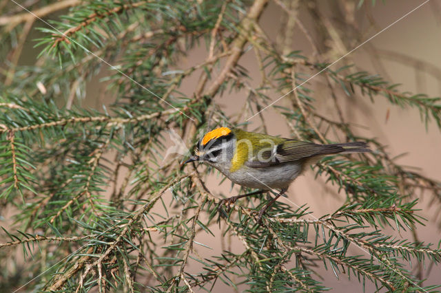 Firecrest (Regulus ignicapillus)