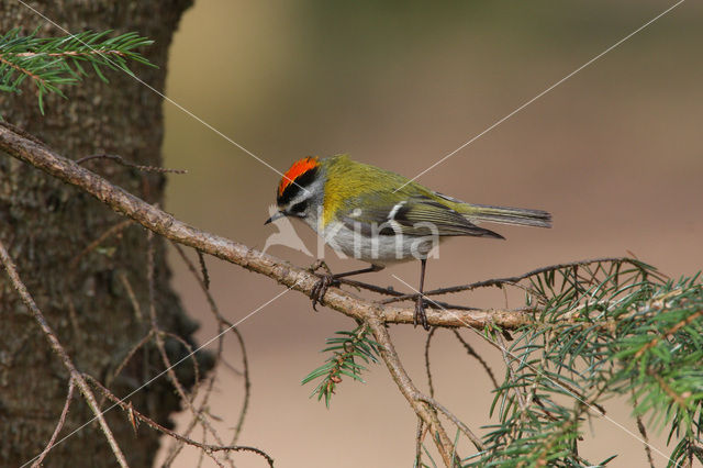 Firecrest (Regulus ignicapillus)