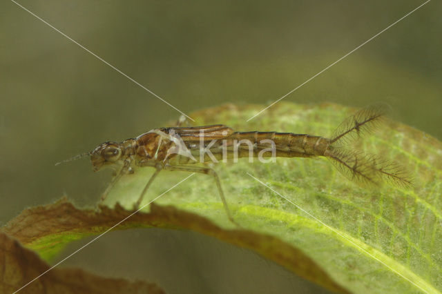 Common Blue Damselfly (Enallagma cyathigerum)