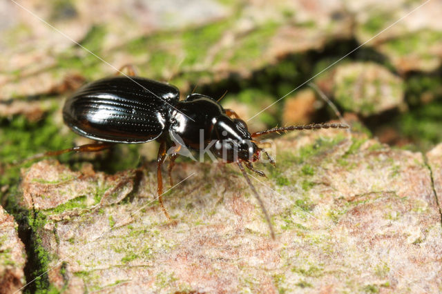 Weidepriempje (Bembidion guttula)