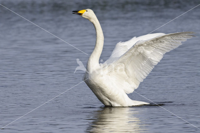 Wilde Zwaan (Cygnus cygnus)