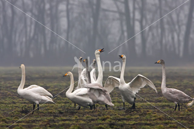 Whooper Swan (Cygnus cygnus)