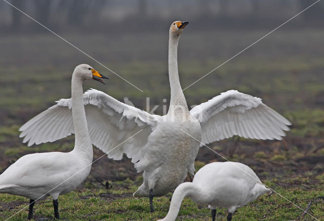Whooper Swan (Cygnus cygnus)