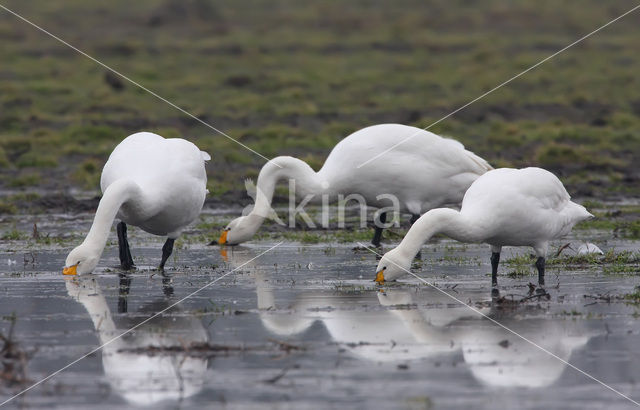 Whooper Swan (Cygnus cygnus)