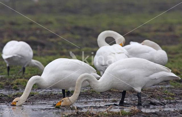 Whooper Swan (Cygnus cygnus)