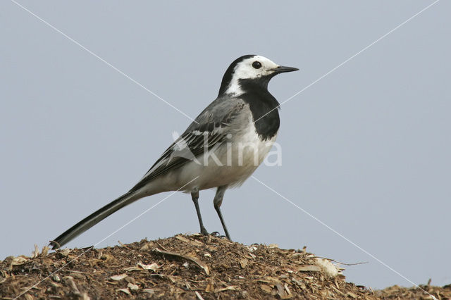 White Wagtail (Motacilla alba)