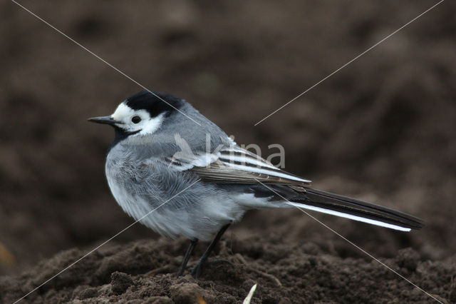 White Wagtail (Motacilla alba)