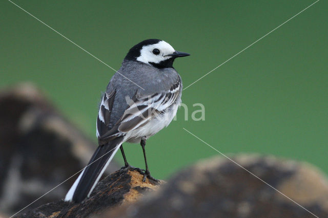 White Wagtail (Motacilla alba)