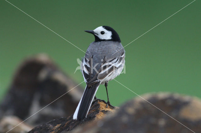 White Wagtail (Motacilla alba)
