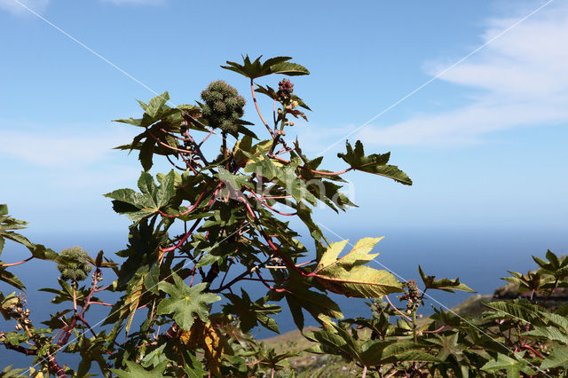 Castor-oil-plant (Ricinus communis)