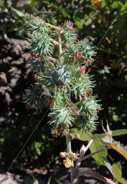 Castor-oil-plant (Ricinus communis)