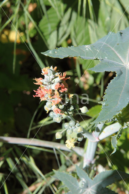 Castor-oil-plant (Ricinus communis)