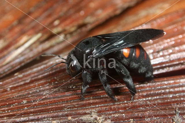 Xylocopa frontalis