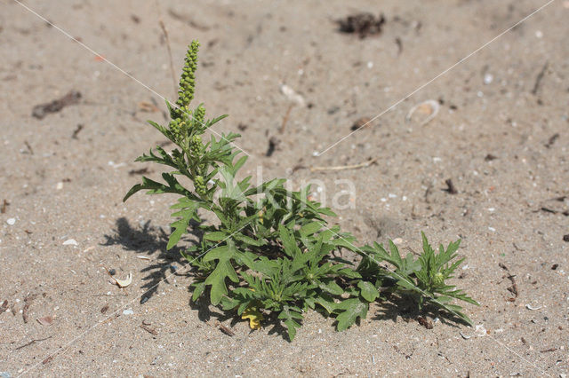 Perennial Ragweed (Ambrosia psilostachya)