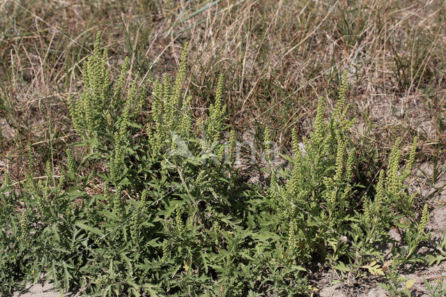 Zandambrosia (Ambrosia psilostachya)