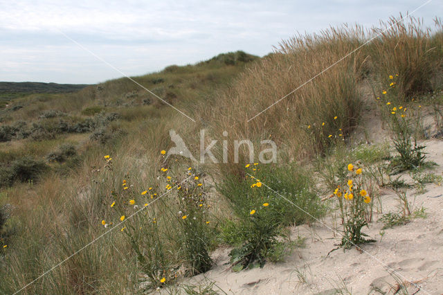 Perennial Sow-thistle (Sonchus arvensis var. maritimus)