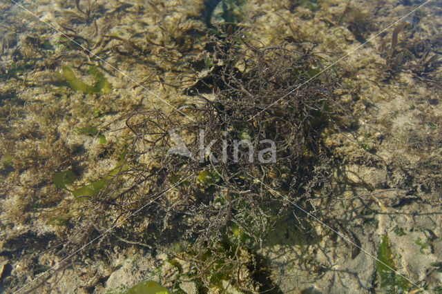 Seaweed